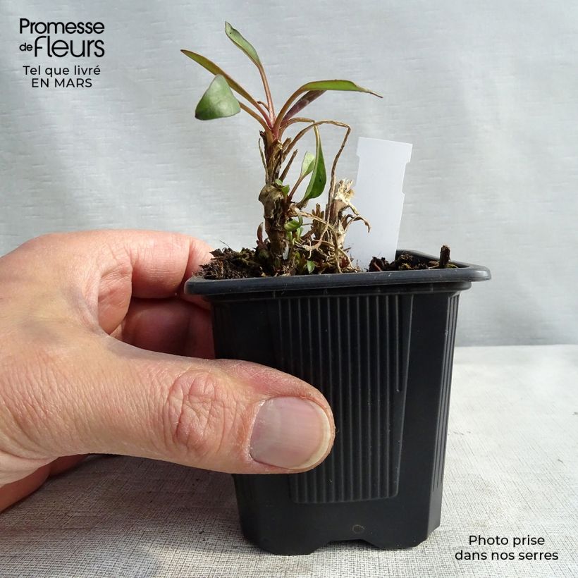 Exemplar von Mädchenauge Mercury Rising - Coreopsis Kleine Töpfe von 8/9 cm wie im Frühjahr geliefert