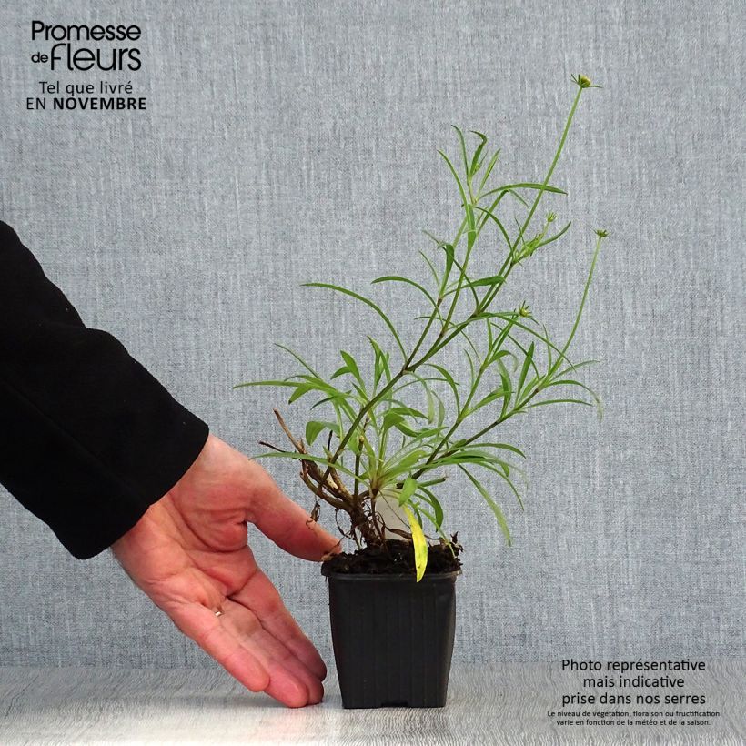 Exemplar von Mädchenauge Mercury Rising - Coreopsis Kleine Töpfe von 8/9 cm wie im Herbst geliefert