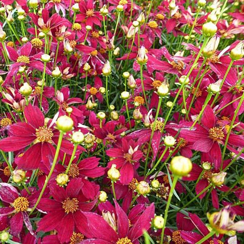 Mädchenauge Red Satin - Coreopsis verticilliata (Blüte)