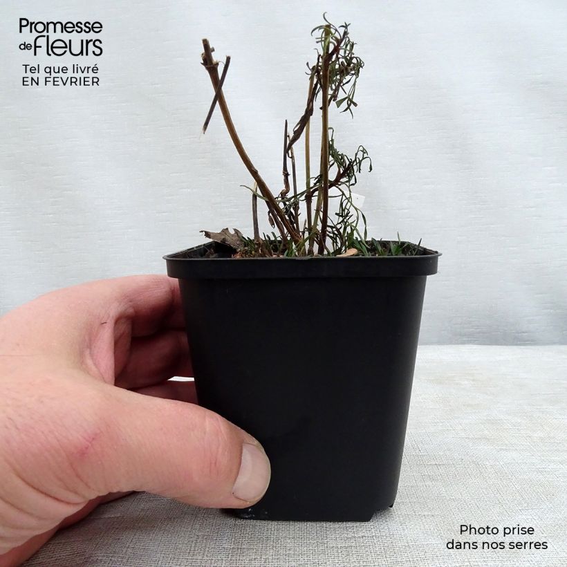 Exemplar von Mädchenauge Red Satin - Coreopsis verticilliata Kleine Töpfe von 8/9 cm wie im Winter geliefert