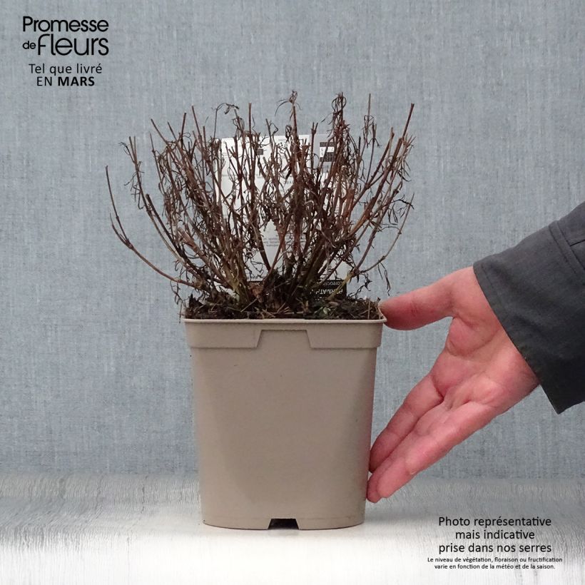 Exemplar von Mädchenauge Red Satin - Coreopsis verticilliata Topf mit 2L/3L wie im Frühjahr geliefert