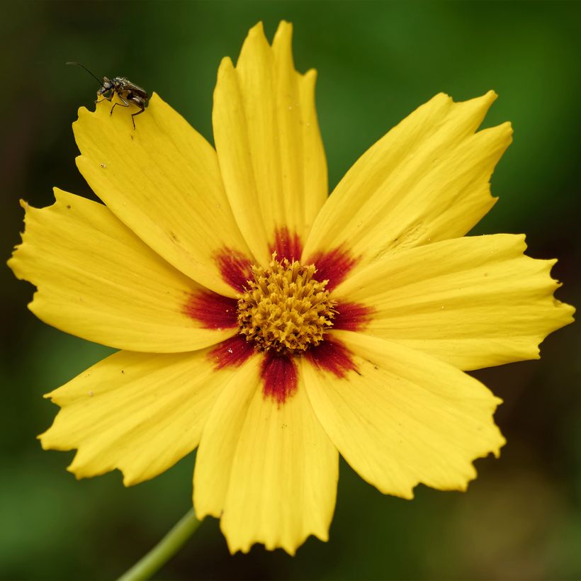 Großblumige Mädchenauge Tequila Sunrise - Coreopsis grandiflora (Blüte)