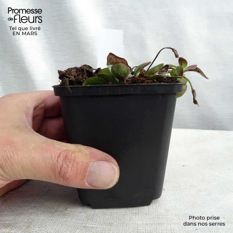 Exemplar von Mädchenauge Nana - Coreopsis auriculata Kleine Töpfe von 8/9 cm wie im Winter geliefert