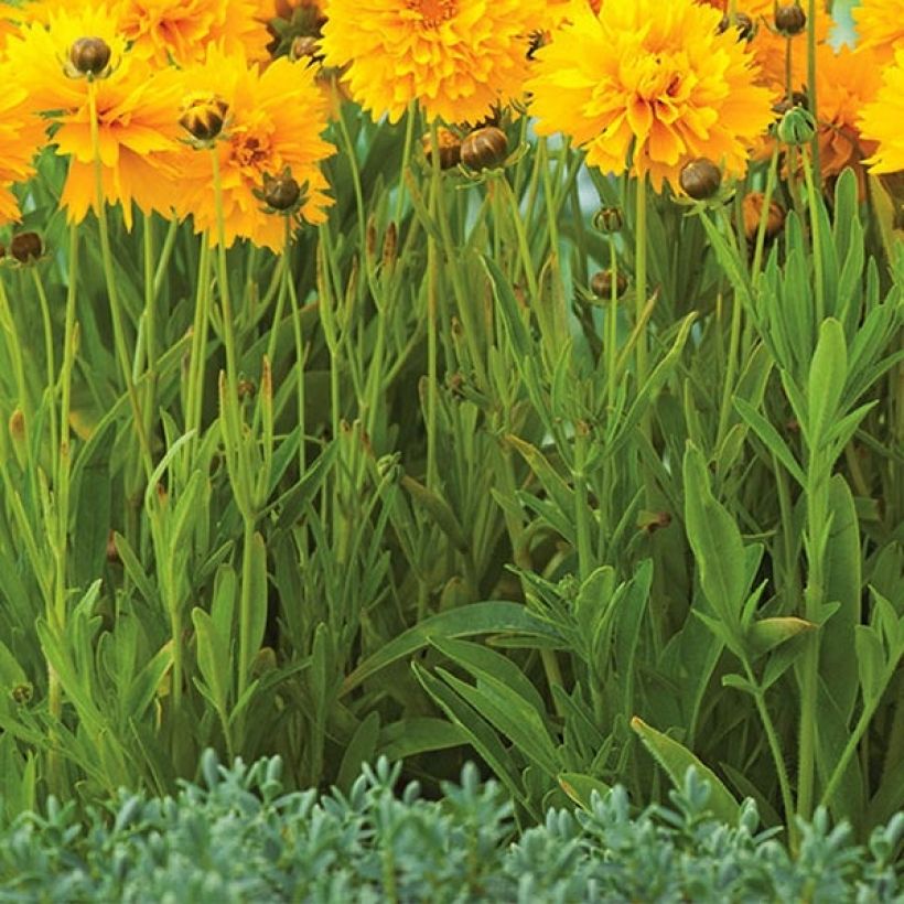 Großblumige Mädchenauge Badengold - Coreopsis grandiflora (Laub)