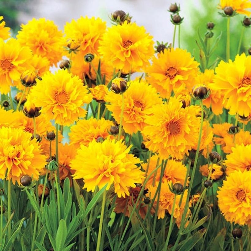 Großblumige Mädchenauge Badengold - Coreopsis grandiflora (Blüte)