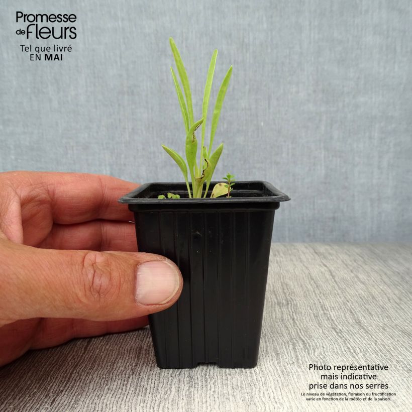 Exemplar von Großblumige Mädchenauge Louis d'Or - Coreopsis grandiflora Kleine Töpfe von 7/8 cm wie im Frühjahr geliefert