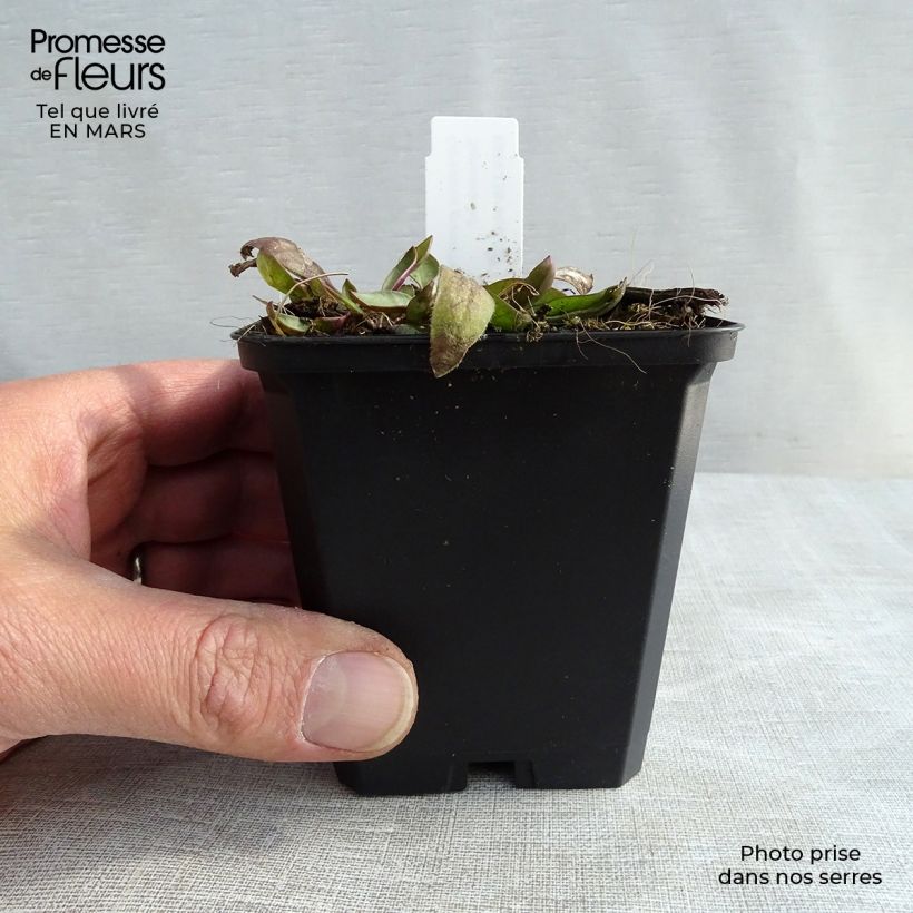 Exemplar von Großblumige Mädchenauge Sonnenkind - Coreopsis grandiflora Kleine Töpfe von 8/9 cm wie im Winter geliefert