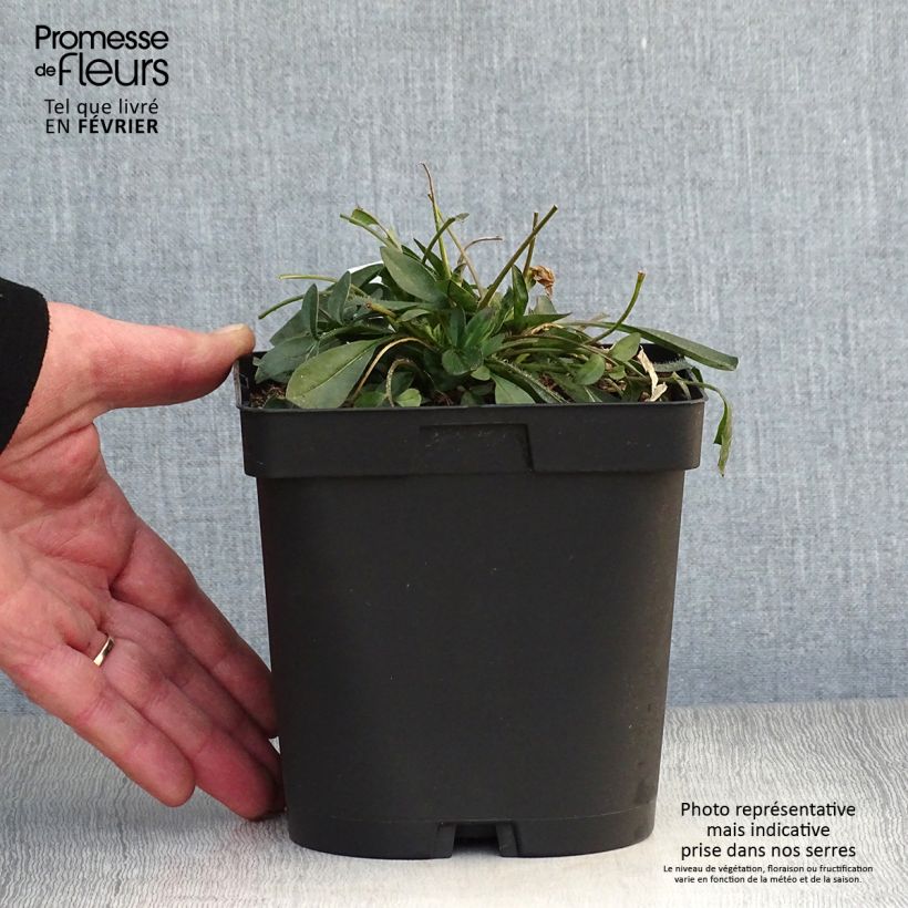 Exemplar von Großblumige Mädchenauge Sonnenkind - Coreopsis grandiflora Topf mit 2L/3L wie im Winter geliefert