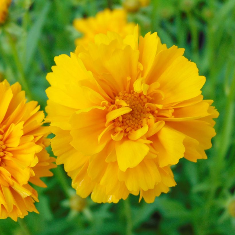 Großblumige Mädchenauge Sunray - Coreopsis grandiflora (Blüte)