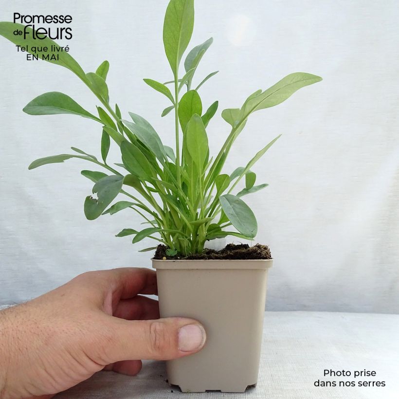 Exemplar von Großblumige Mädchenauge Sunray - Coreopsis grandiflora Kleine Töpfe von 8/9 cm wie im Frühjahr geliefert