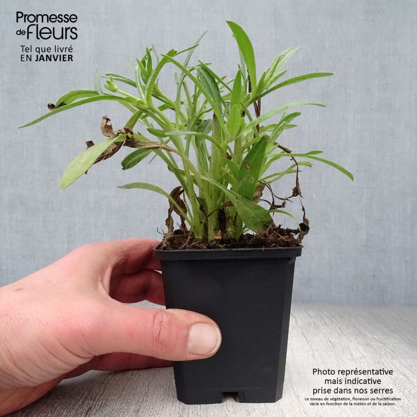 Exemplar von Großblumige Mädchenauge Sunray - Coreopsis grandiflora Kleine Töpfe von 8/9 cm wie im Winter geliefert