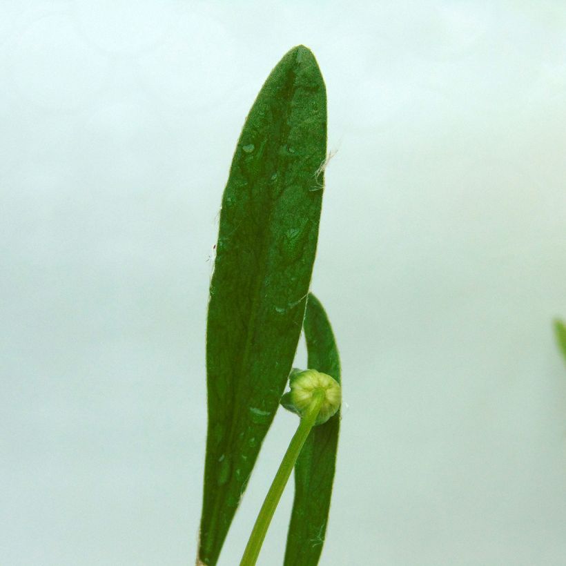 Zwergiges Mädchenauge Sterntaler - Coreopsis lanceolata (Laub)