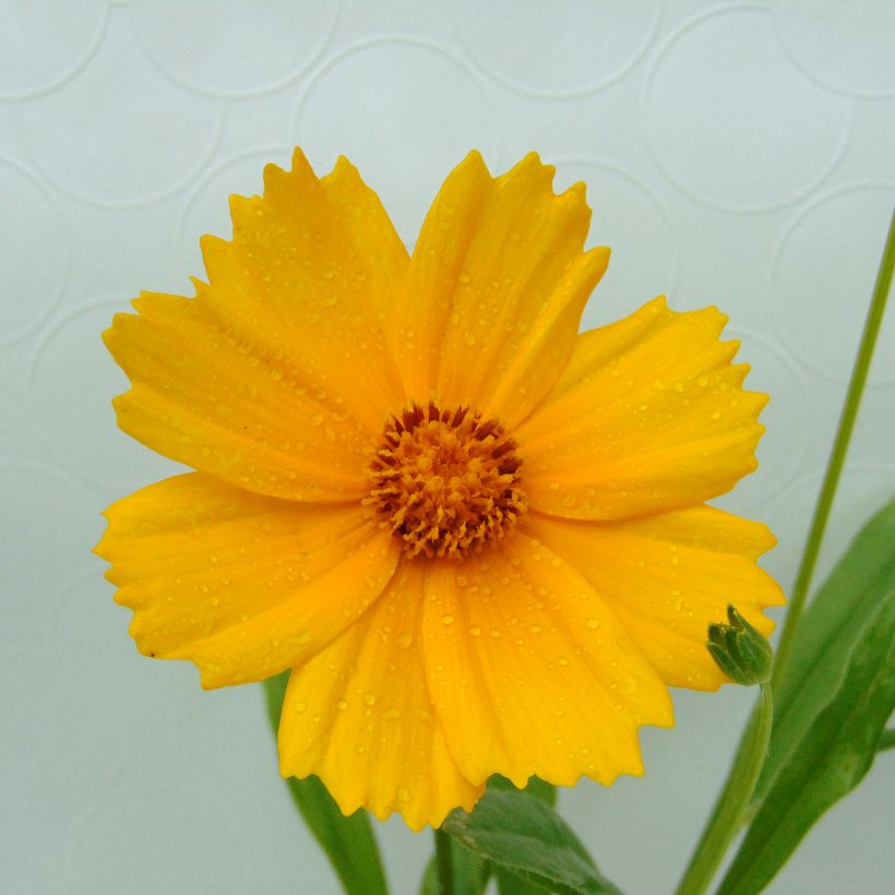 Zwergiges Mädchenauge Sterntaler - Coreopsis lanceolata (Blüte)