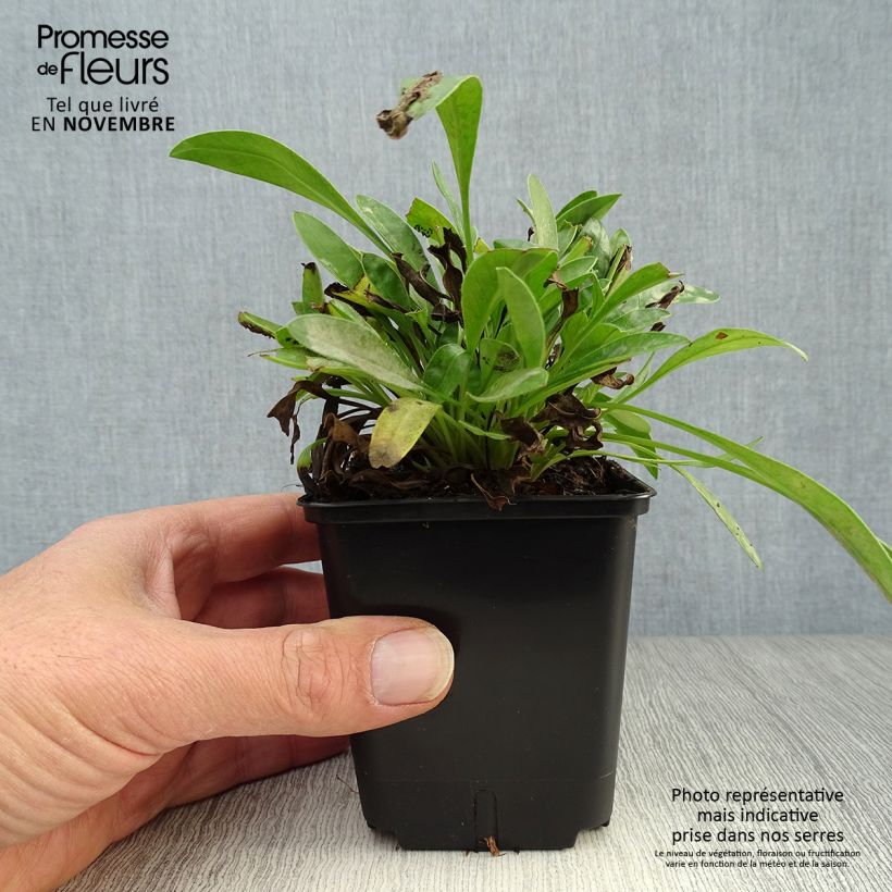 Exemplar von Zwergiges Mädchenauge Sterntaler - Coreopsis lanceolata Kleine Töpfe von 8/9 cm wie im Herbst geliefert