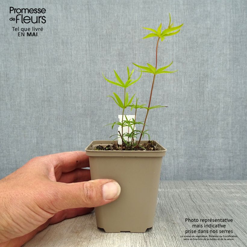 Exemplar von Coreopsis major - Mädchenauge Kleine Töpfe von 8/9 cm wie im Frühjahr geliefert