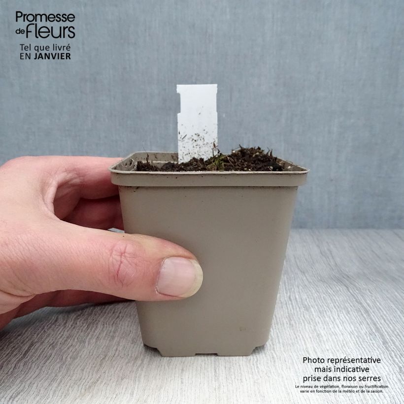 Exemplar von Coreopsis palmata - Mädchenauge Kleine Töpfe von 8/9 cm wie im Winter geliefert