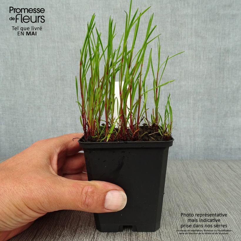 Exemplar von Mädchenauge American Dream - Coreopsis rosea Kleine Töpfe von 8/9 cm wie im Frühjahr geliefert