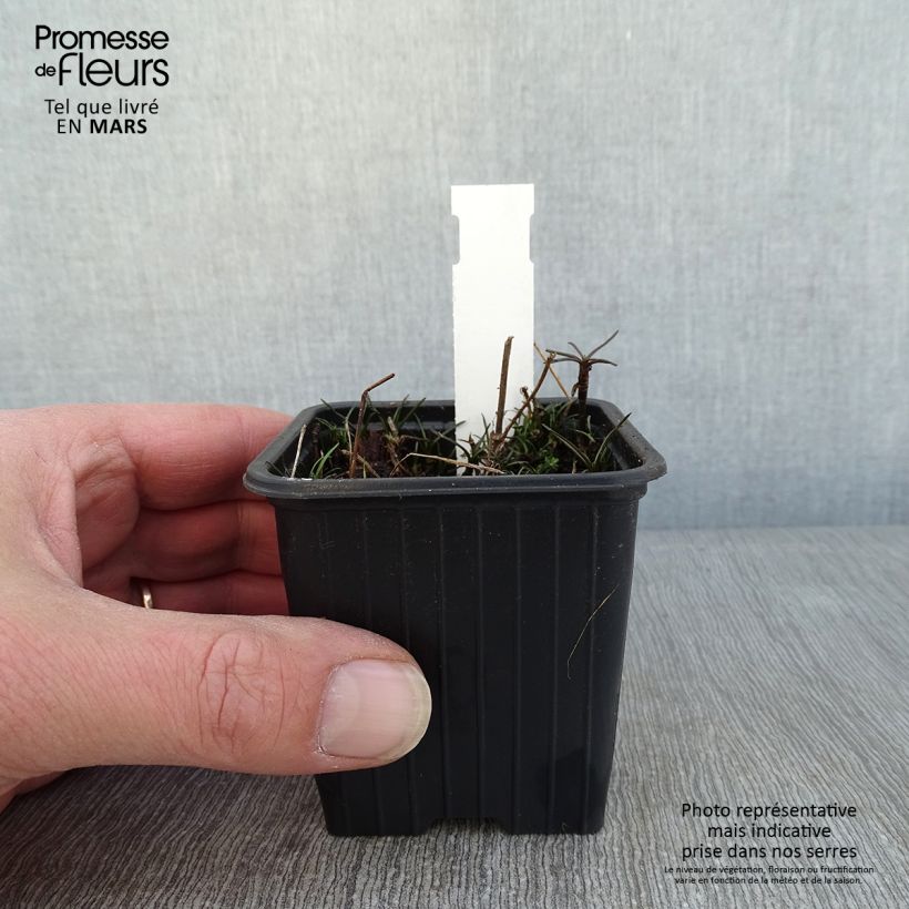 Exemplar von Mädchenauge Nana - Coreopsis rosea Kleine Töpfe von 8/9 cm wie im Winter geliefert