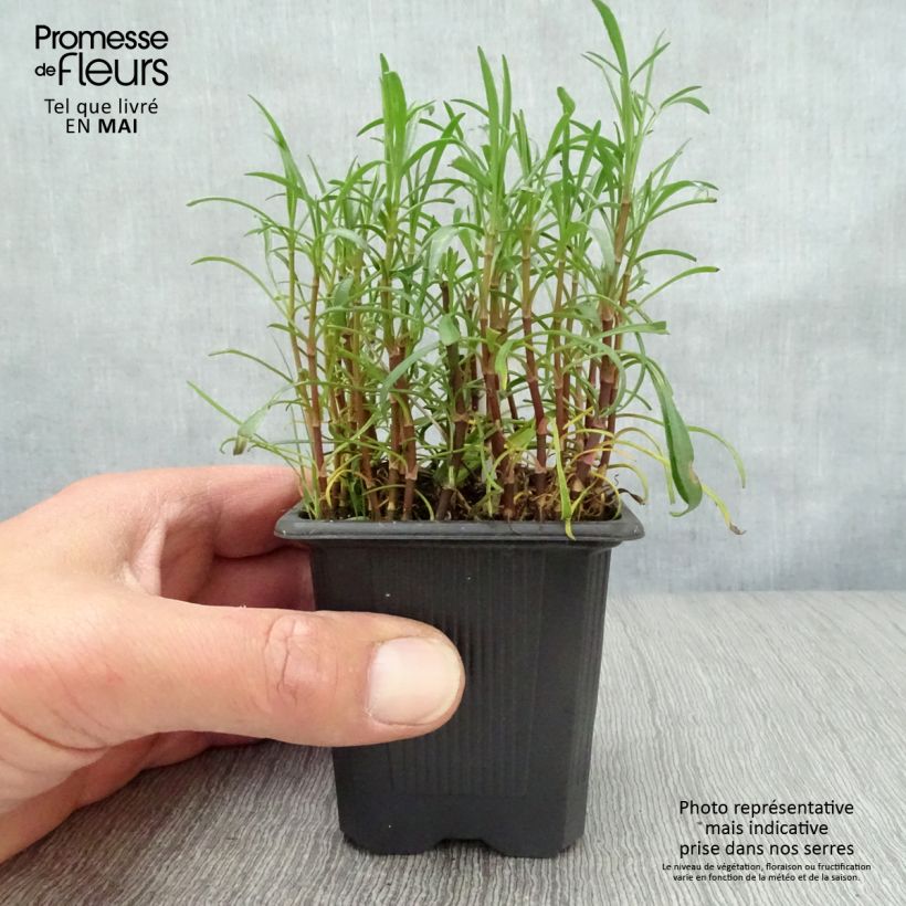 Exemplar von Mädchenauge Nana - Coreopsis rosea Kleine Töpfe von 8/9 cm wie im Frühjahr geliefert