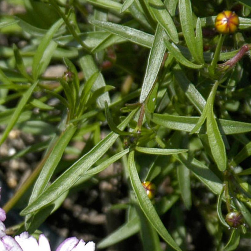 Mädchenauge Sweet Dreams - Coreopsis rosea (Laub)