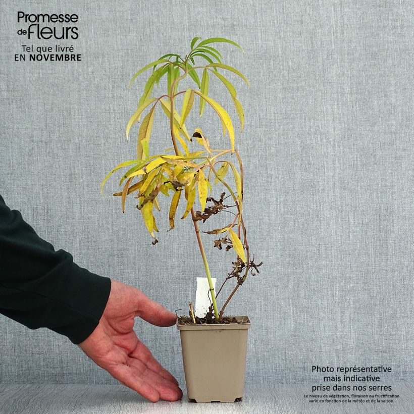 Exemplar von Mädchenauge - Coreopsis tripteris Kleine Töpfe von 8/9 cm wie im Herbst geliefert