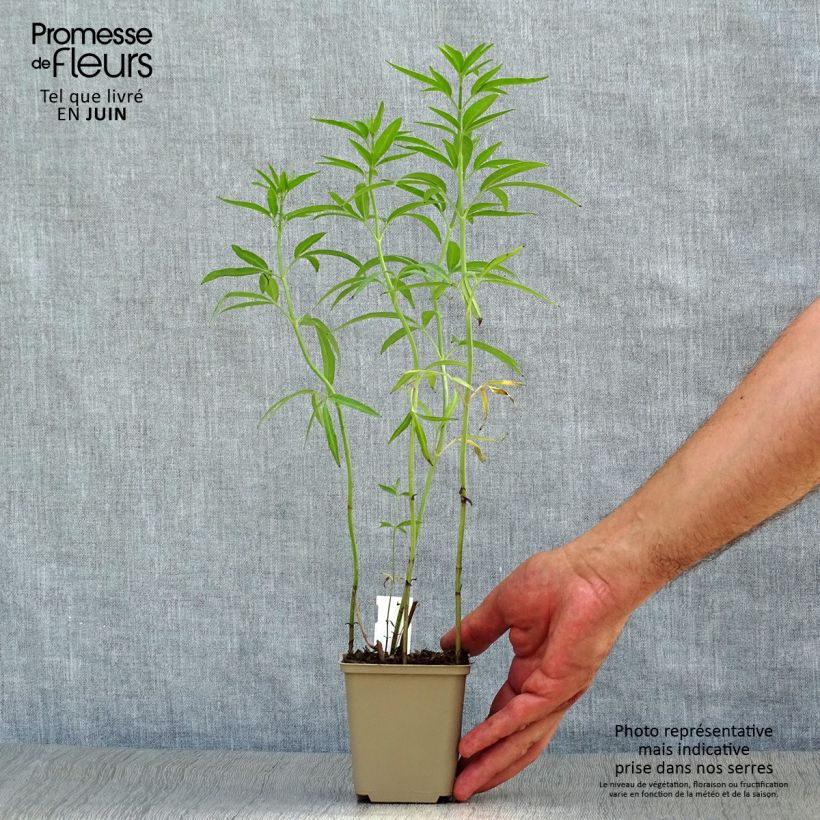 Exemplar von Mädchenauge - Coreopsis tripteris Kleine Töpfe von 8/9 cm wie im Sommer geliefert