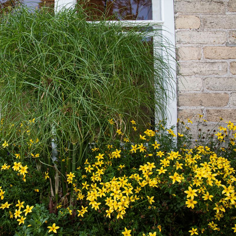 Mädchenauge Sunbeam - Coreopsis verticillata (Hafen)