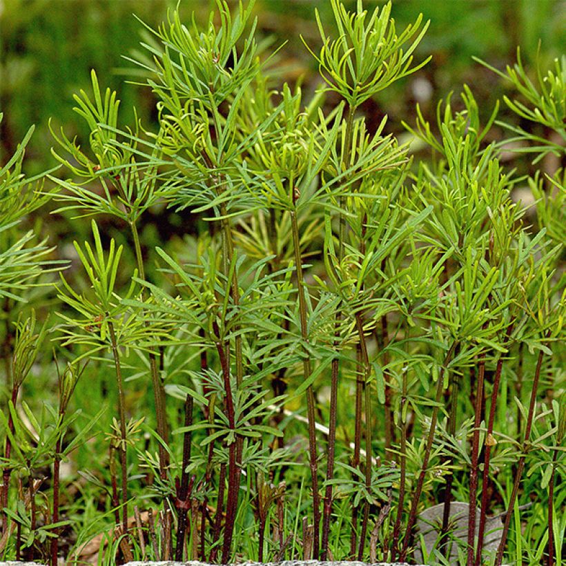Mädchenauge Bengal Tiger - Coreopsis verticillata (Laub)