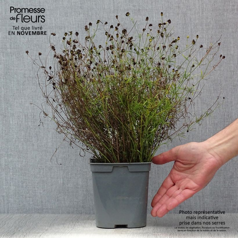 Exemplar von Mädchenauge Moonbeam - Coreopsis verticillata Topf mit 2L/3L wie im Herbst geliefert