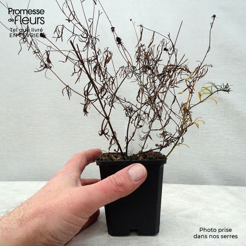 Exemplar von Mädchenauge Moonbeam - Coreopsis verticillata Kleine Töpfe von 7/8 cm wie im Winter geliefert