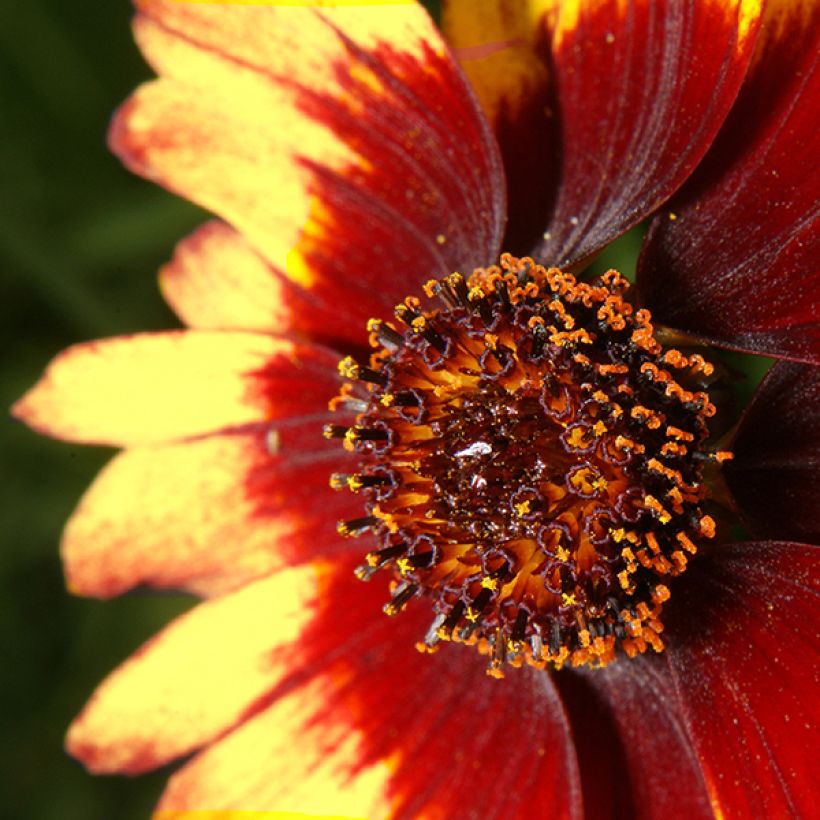 Mädchenauge Route 66 - Coreopsis verticillata (Blüte)