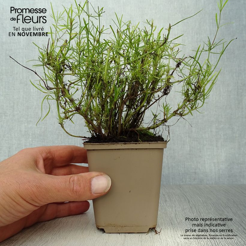 Exemplar von Mädchenauge Route 66 - Coreopsis verticillata Kleine Töpfe von 8/9 cm wie im Herbst geliefert