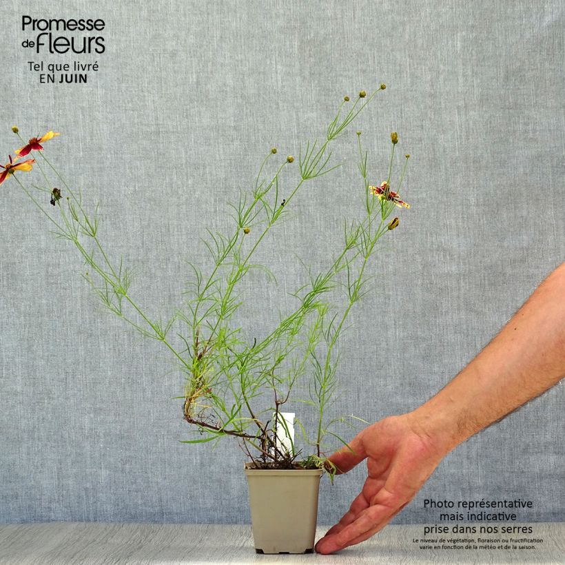 Exemplar von Mädchenauge Route 66 - Coreopsis verticillata Kleine Töpfe von 8/9 cm wie im Sommer geliefert