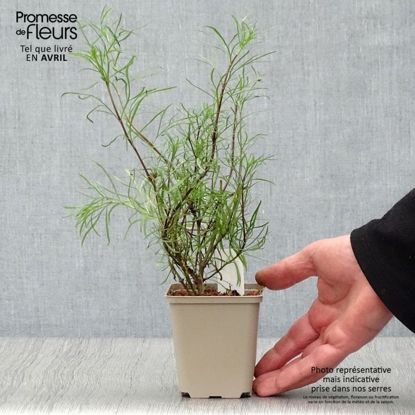 Exemplar von Mädchenauge Route 66 - Coreopsis verticillata Kleine Töpfe von 8/9 cm wie im Frühjahr geliefert