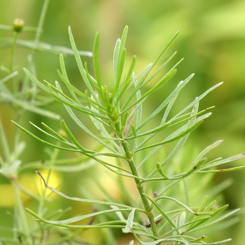 Mädchenauge S&S Sassy Saffron - Coreopsis verticillata (Laub)