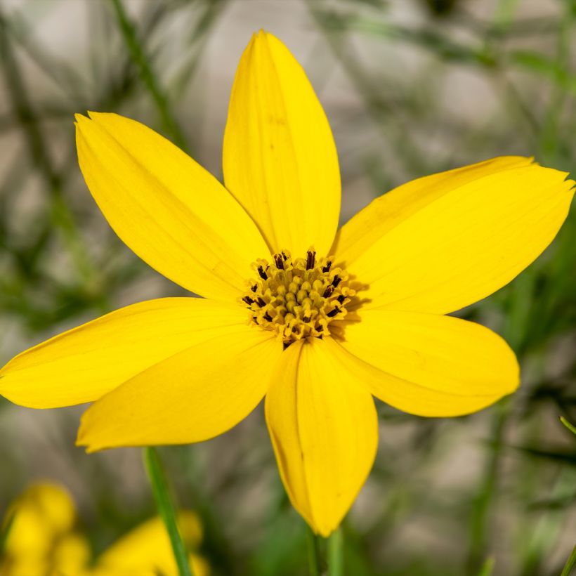 Mädchenauge Zagreb - Coreopsis verticillata (Blüte)