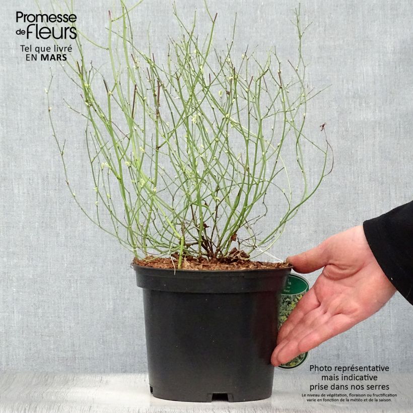 Exemplar von Goldröschen Picta - Kerria japonica Topf mit 3L/4L wie im Frühjahr geliefert