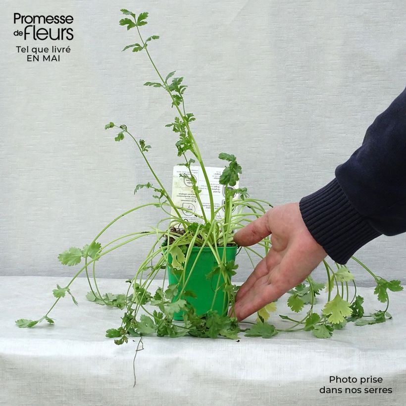 Exemplar von Koriander pflanzen Topf 10 cm/11cm wie im Frühjahr geliefert