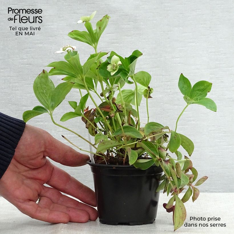 Exemplar von Cornus canadensis - Kanadischer Hartriegel Kleine Töpfe von 8/9 cm wie im Frühjahr geliefert