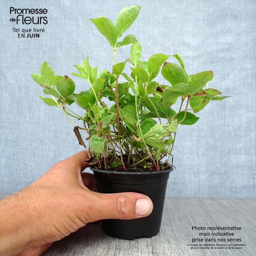 Exemplar von Cornus canadensis - Kanadischer Hartriegel Kleine Töpfe von 8/9 cm wie im Sommer geliefert