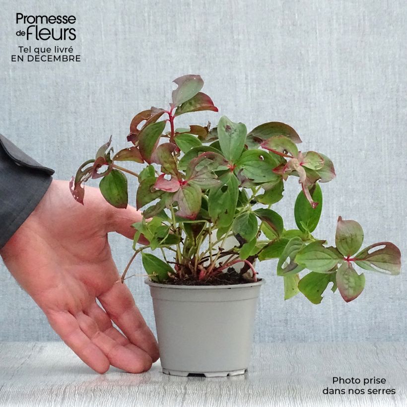 Exemplar von Cornus canadensis - Kanadischer Hartriegel Kleine Töpfe von 8/9 cm wie im Winter geliefert