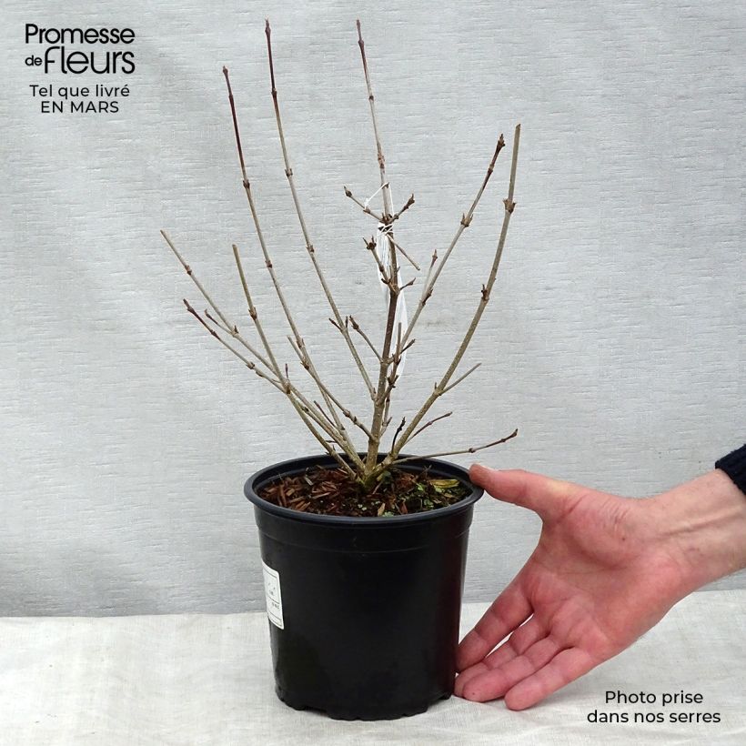 Exemplar von Japanischer Blumen-Hartriegel - Cornus kousa Topf mit 2L/3L wie im Winter geliefert