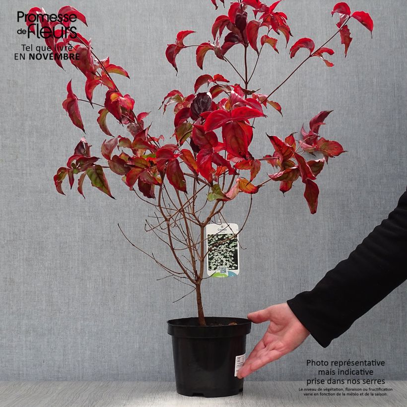 Exemplar von Japanischer Blumen-Hartriegel - Cornus kousa Topf mit 2L/3L wie im Herbst geliefert