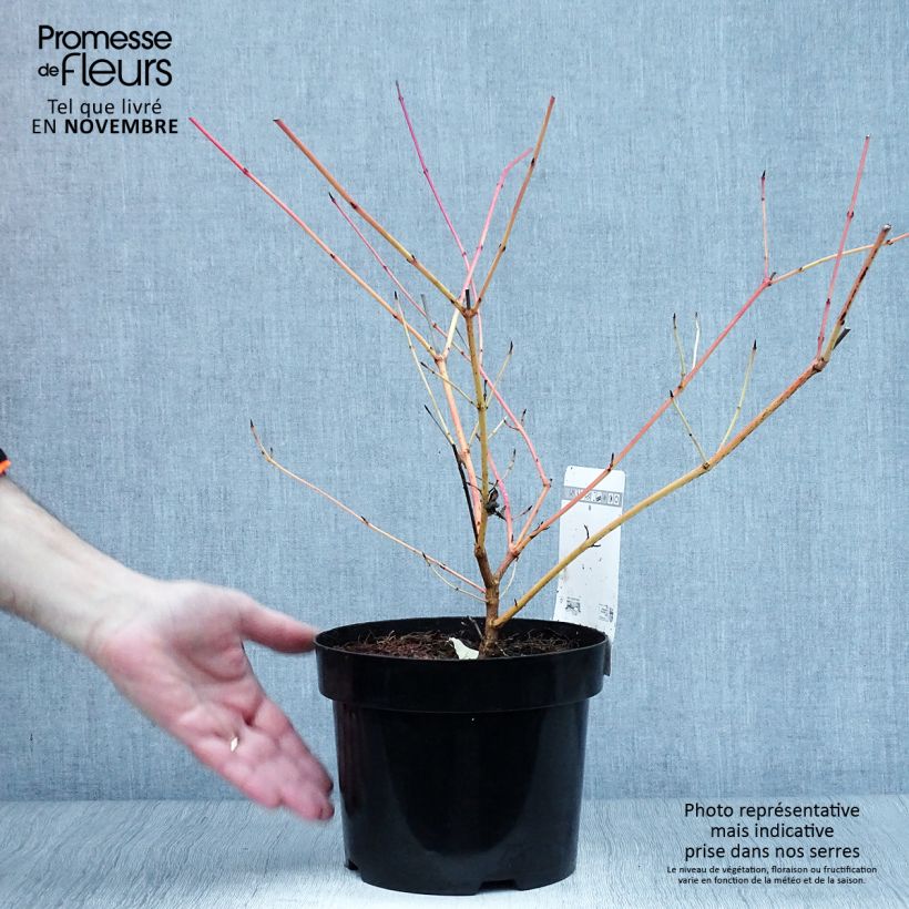 Exemplar von Roter Hartriegel Anny's Winter Orange - Cornus sanguinea Topf mit 2L/3L wie im Herbst geliefert