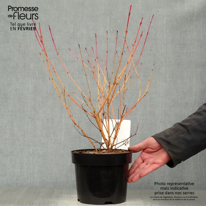 Exemplar von Roter Hartriegel Anny's Winter Orange - Cornus sanguinea Topf mit 2L/3L wie im Winter geliefert