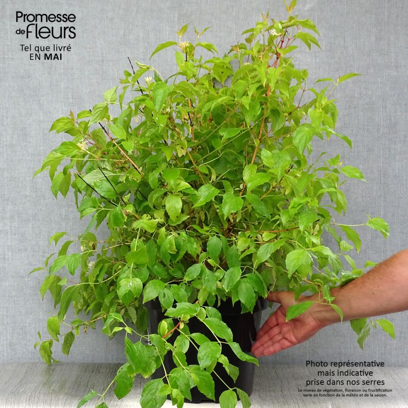 Exemplar von Roter Hartriegel Anny's Winter Orange - Cornus sanguinea Topf mit 7,5L/10L wie im Frühjahr geliefert