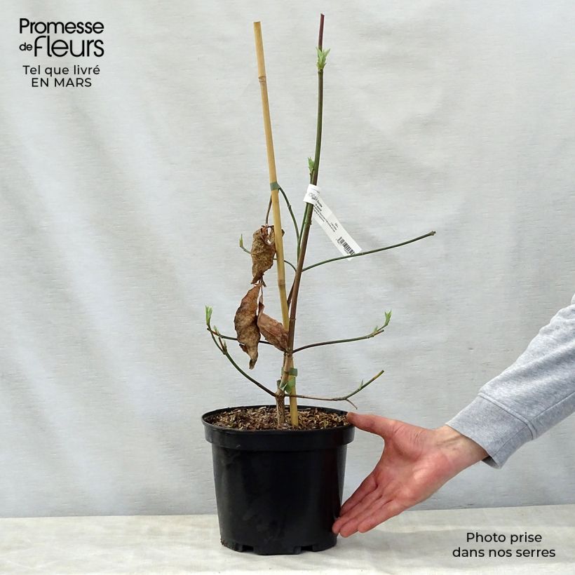 Exemplar von Blüten-Hartriegel Eddie's White Wonder - Cornus Topf mit 4L/5L wie im Frühjahr geliefert