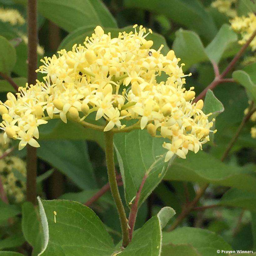 Cornus asperifolia var. drummondii Sunshiny Drops - Drummonds Hartriegel (Blüte)