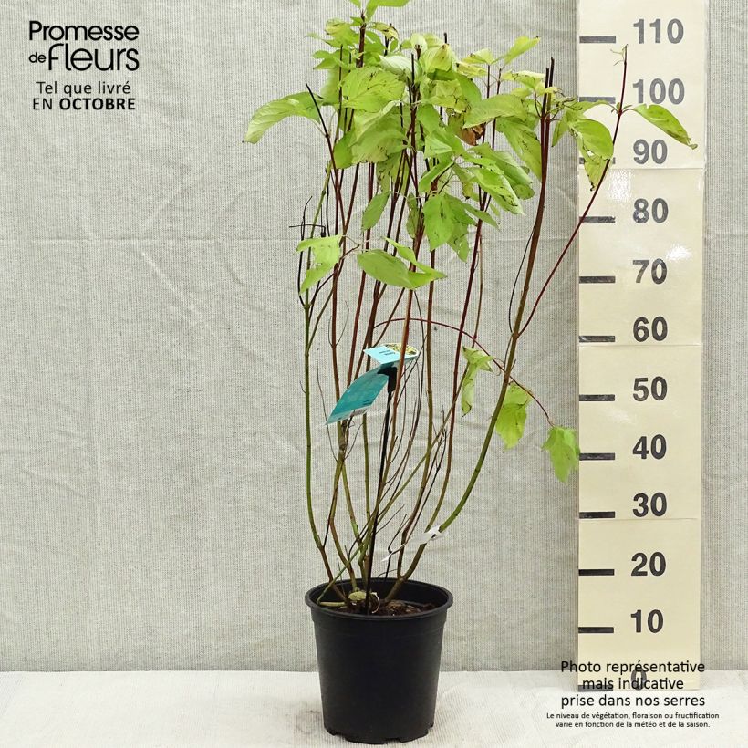 Exemplar von Cornus alba Aurea - Tatarischer Hartriegel Topf mit 7,5L/10L wie im Herbst geliefert