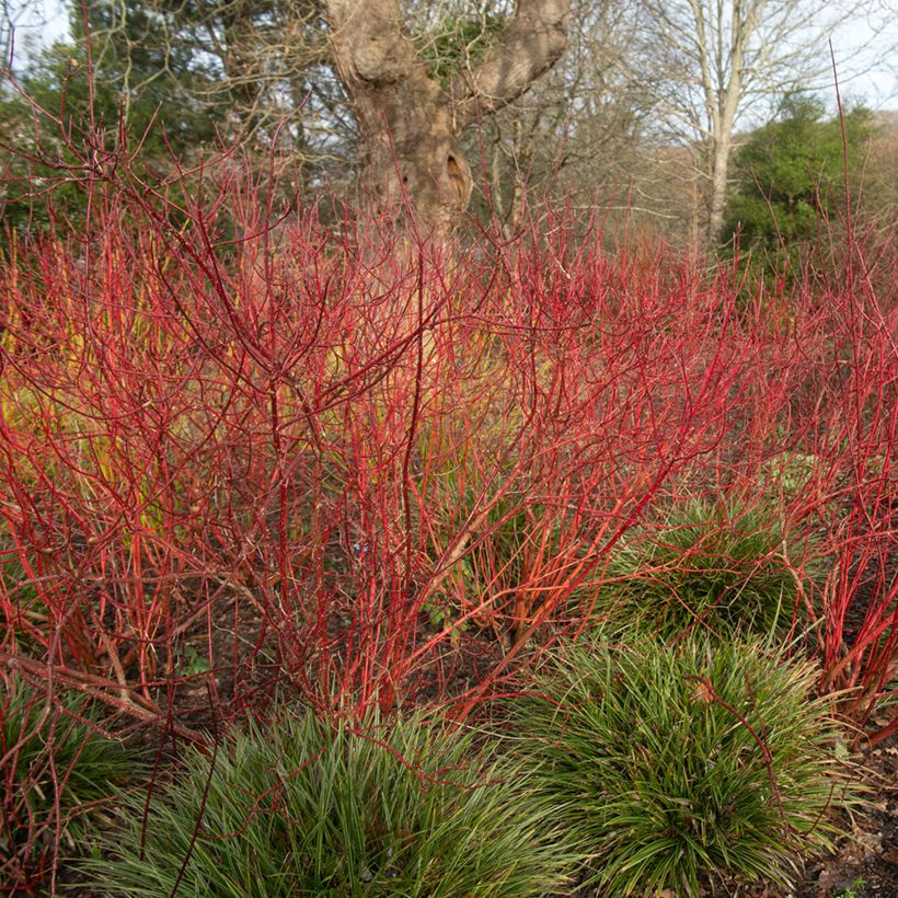 Cornus alba Baton Rouge - Tatarischer Hartriegel (Hafen)